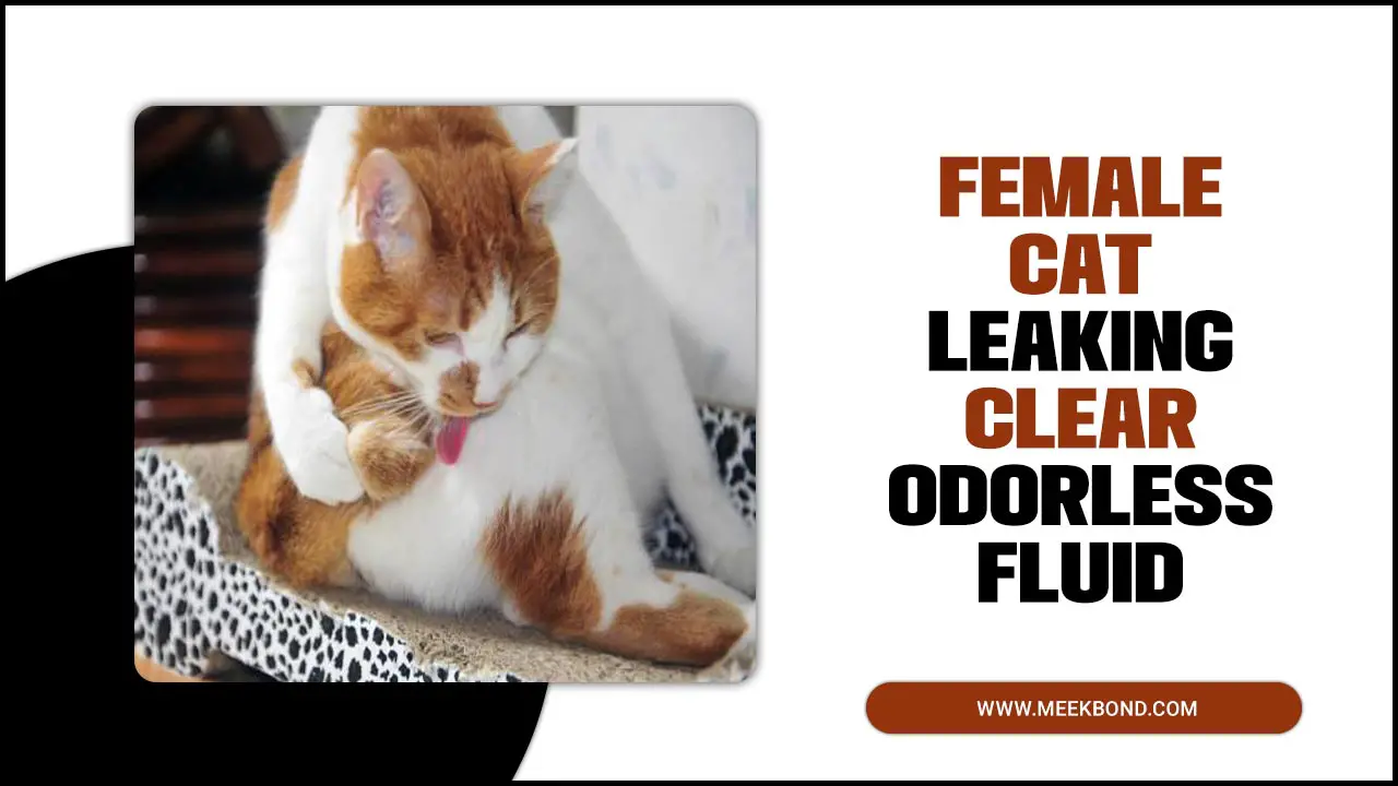 The Ultimate Guideline For Female Cat Leaking Clear Odorless Fluid