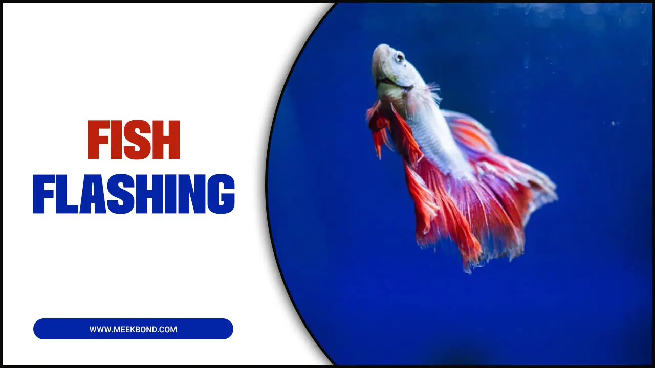 What Is Fish Flashing And When Fish Are Flashing?