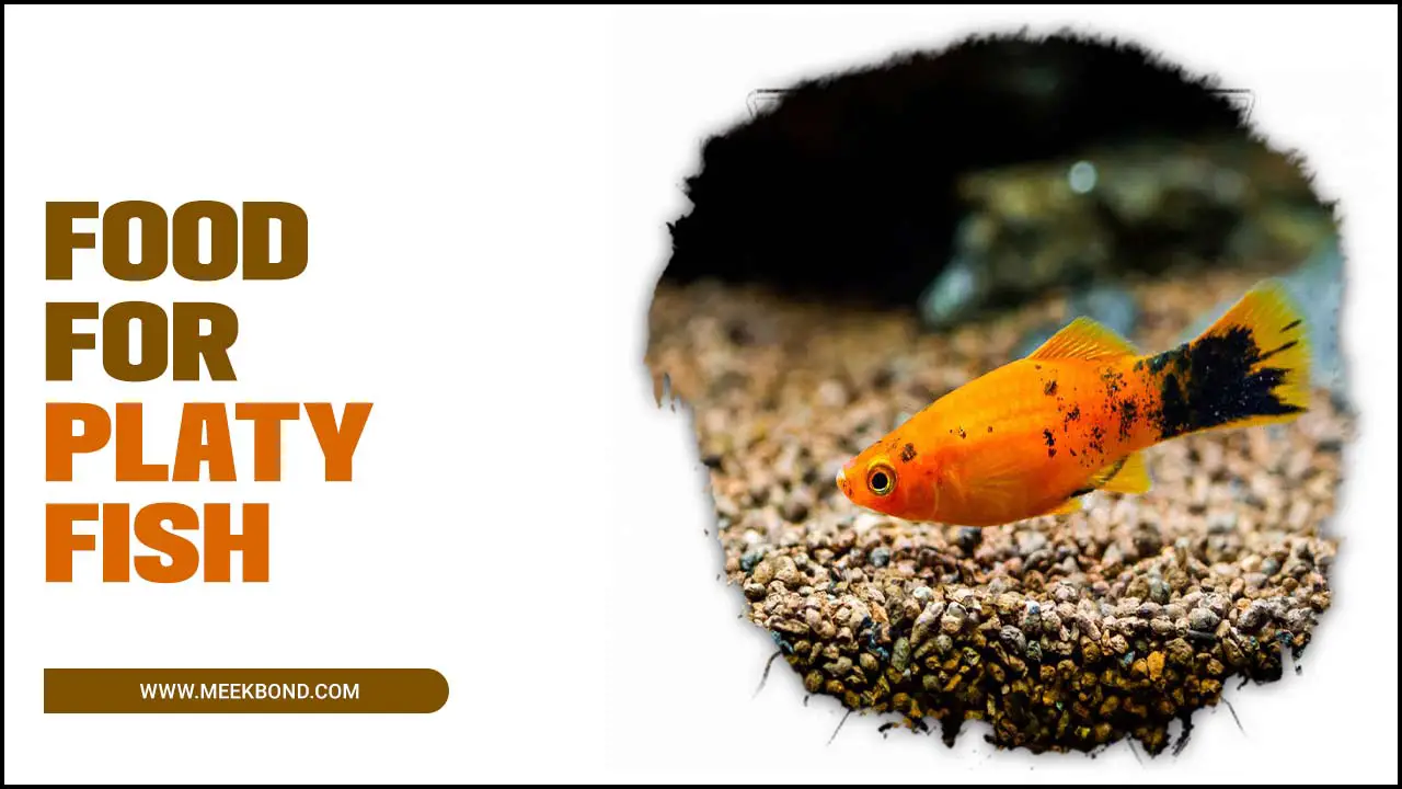 Food For Platy Fish – A Comprehensive Guide