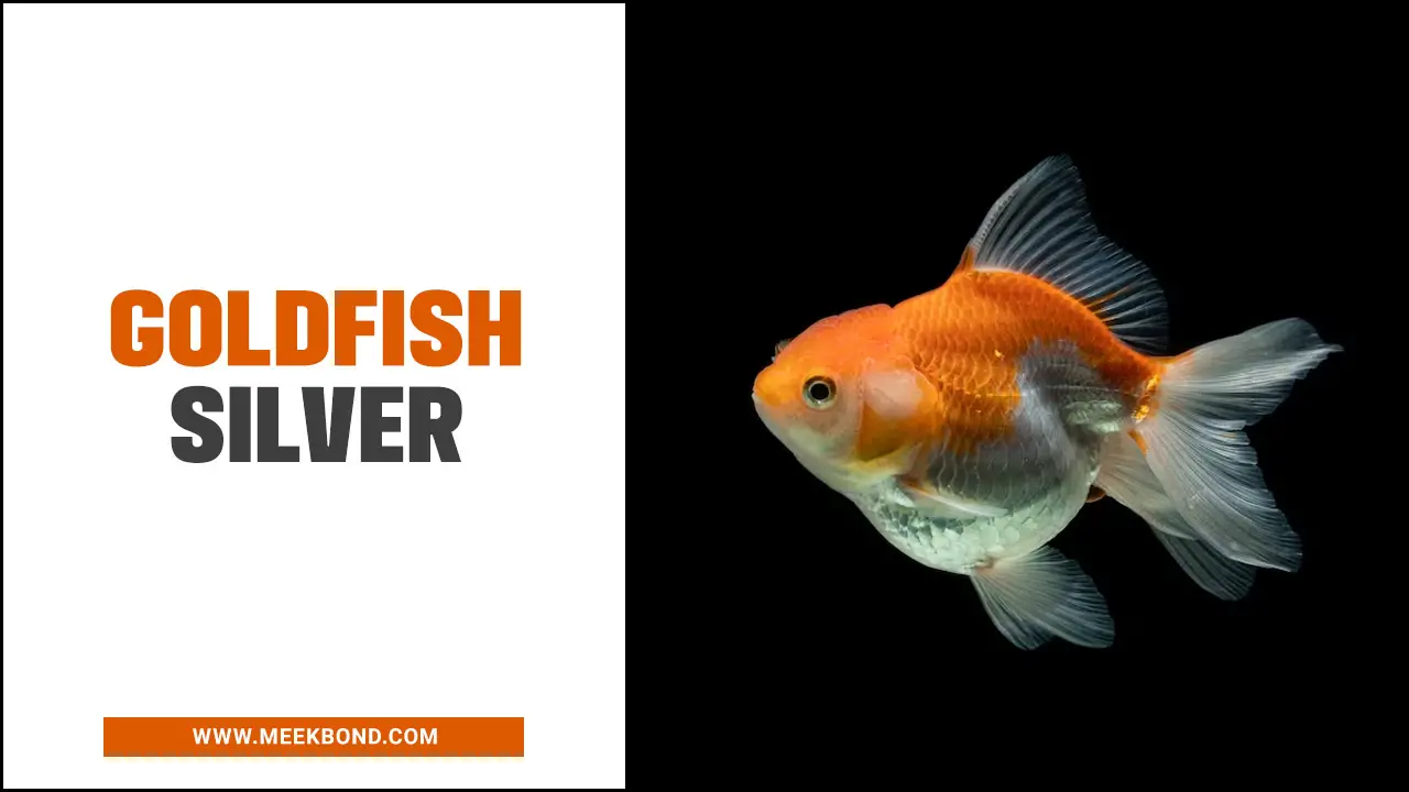 Goldfish Silver – Toned Goldfish For Your Aquarium