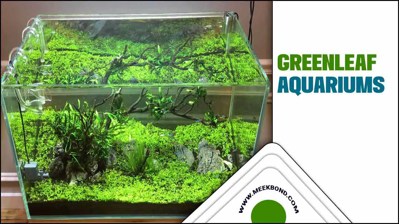 Greenleaf Aquariums: The Ultimate Guide To Aquatic Bliss