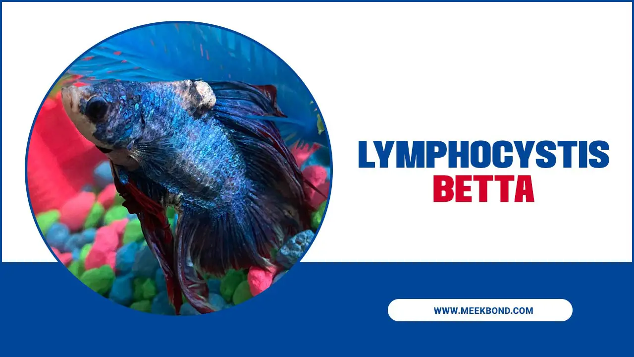 Lymphocystis Betta: A Viral Infection In Ornamental Fish