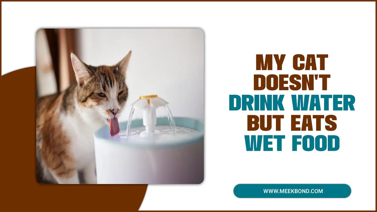 Why My Cat Doesn’t Drink Water But Eats Wet Food 
