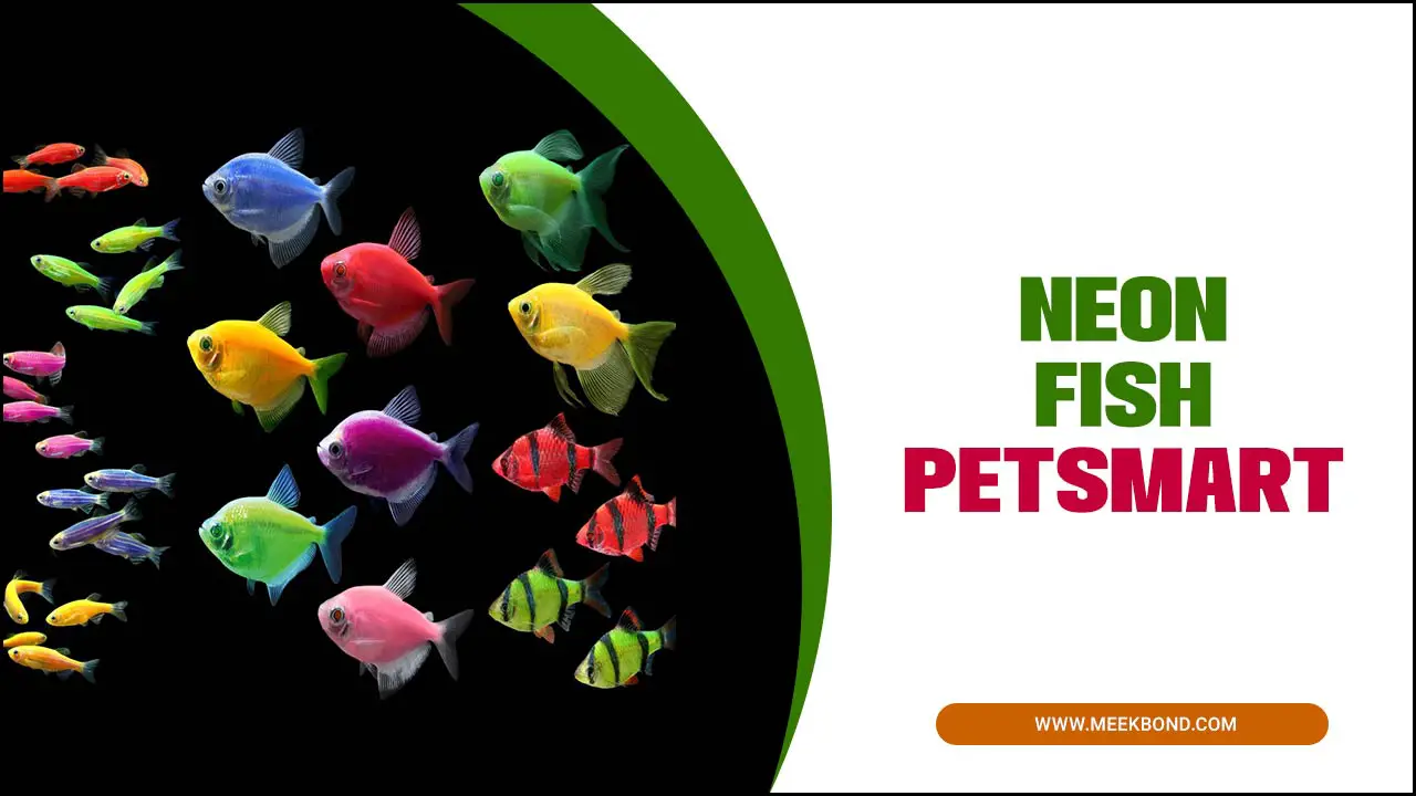 Neon Fish Petsmart: Tips For Creating A Vibrant Aquarium