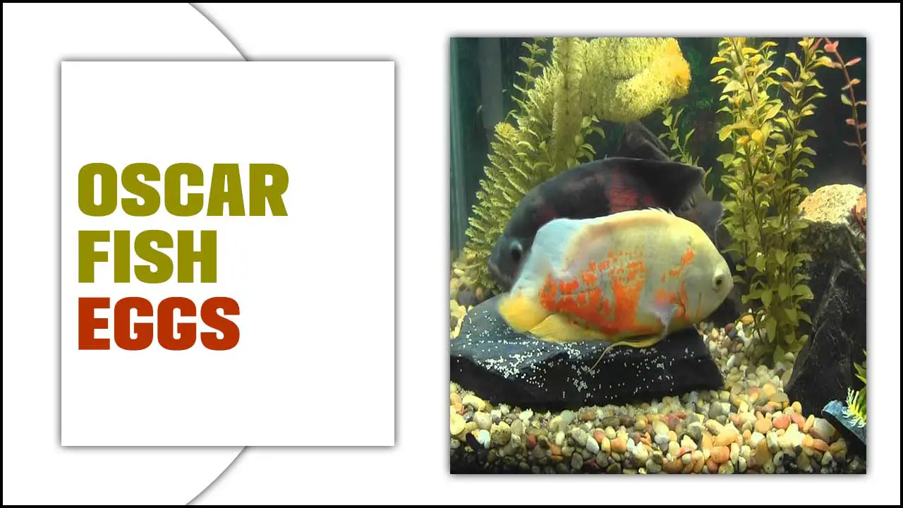 Oscar Fish Eggs: A Comprehensive Guide