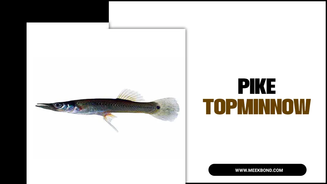 Pike Topminnow: A Fascinating Underwater World
