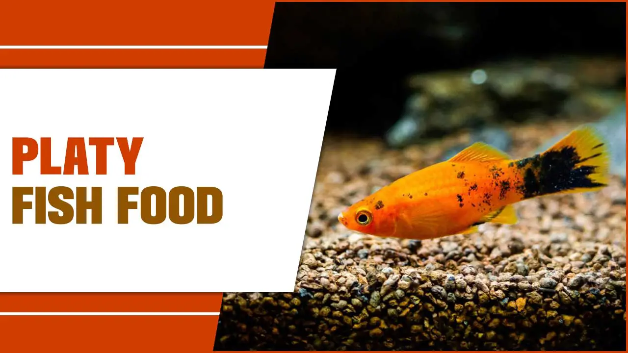 Exploring The Best Platy Fish Food Options