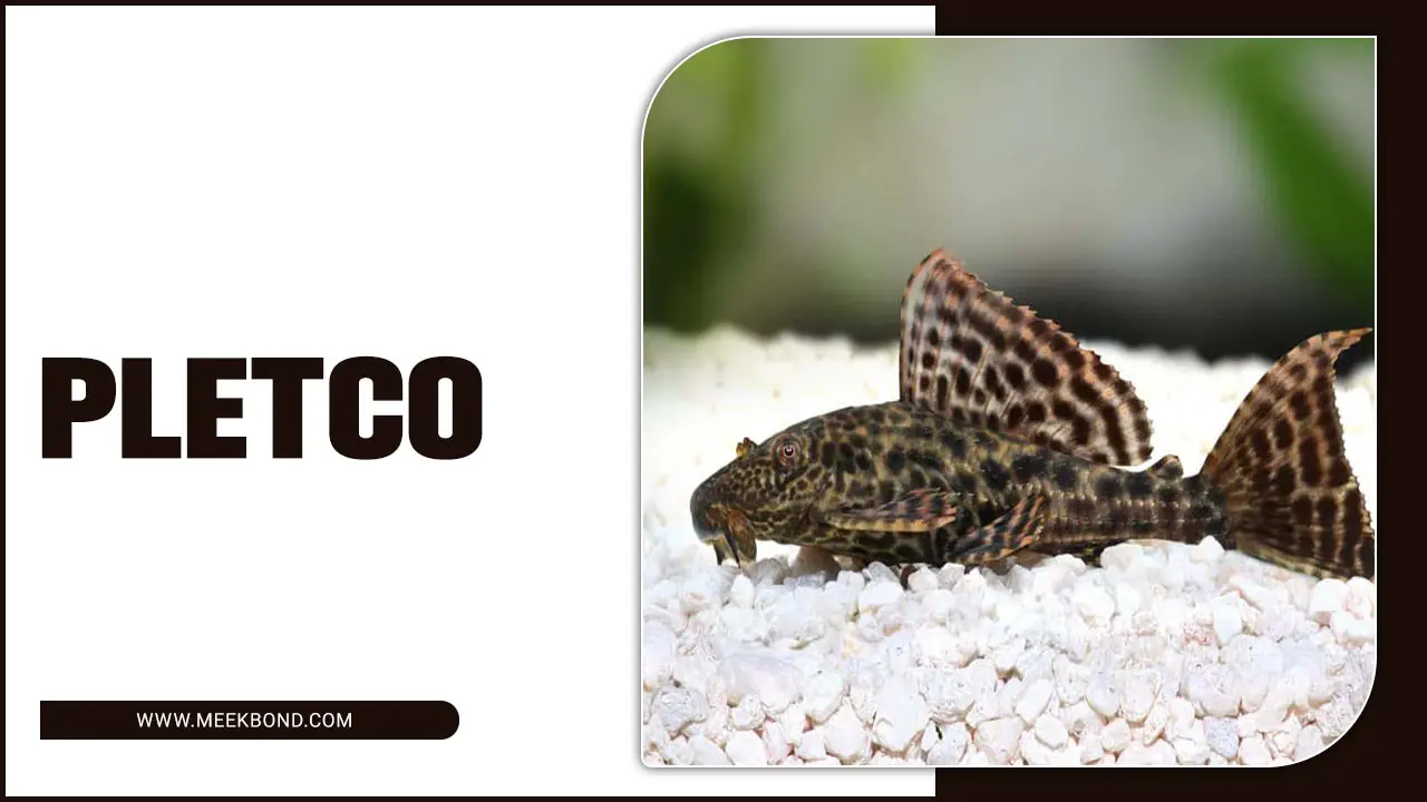 The Fascinating World Of Pletco Fish: A Comprehensive Guide