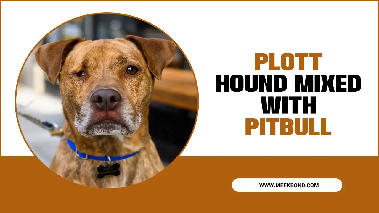 Plott Hound Mixed With Pitbull: A Perfect Family Companion.