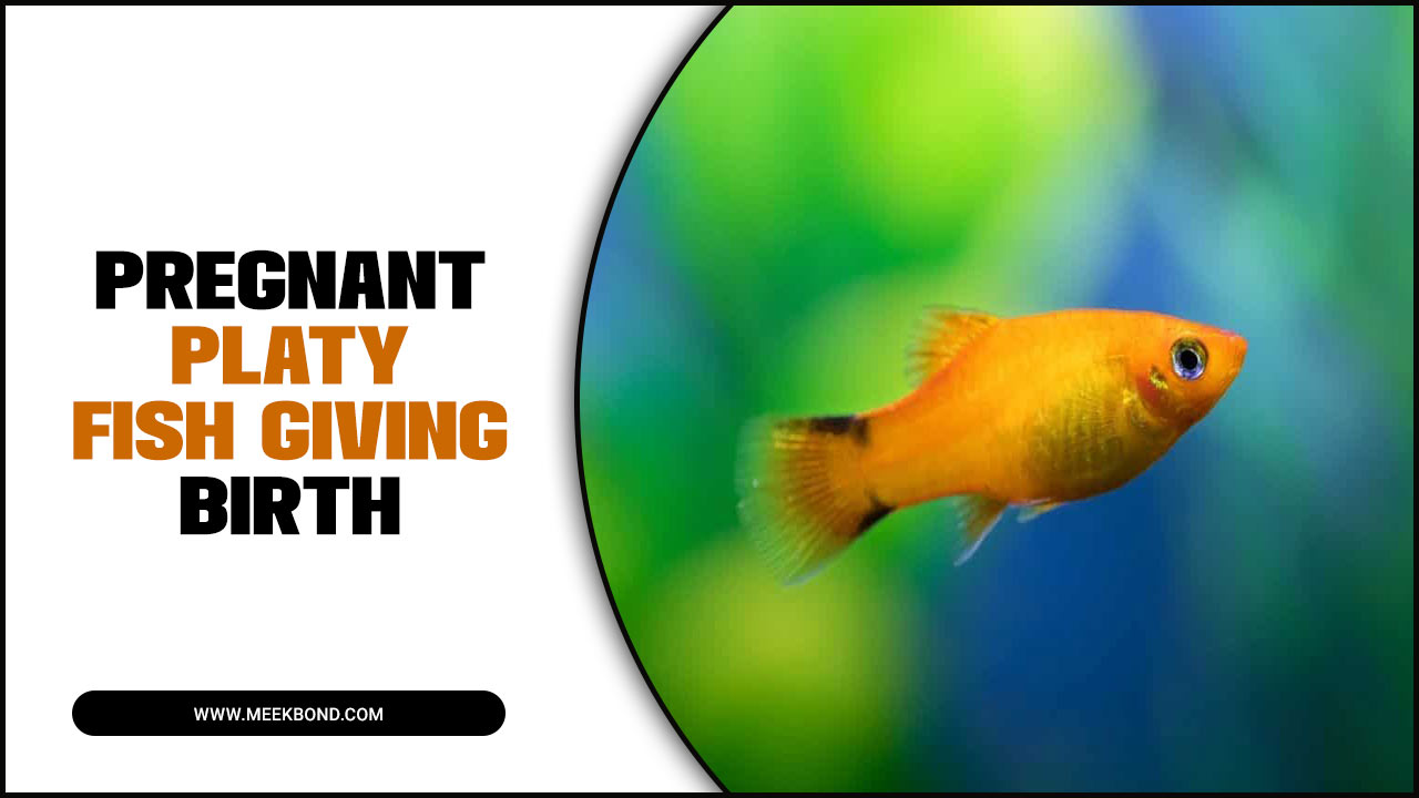 What To Do When Pregnant Platy Fish Giving Birth