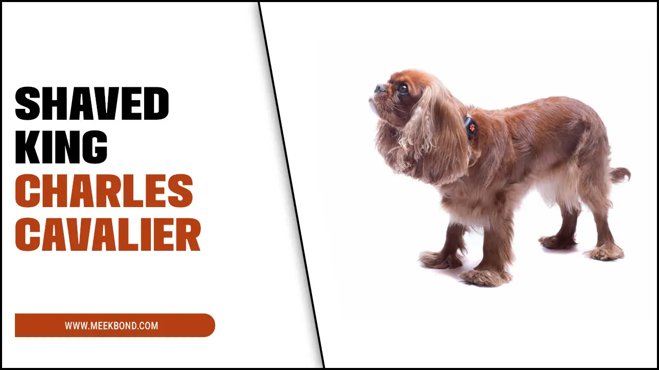 Grooming Guide: Shaved King Charles Cavalier