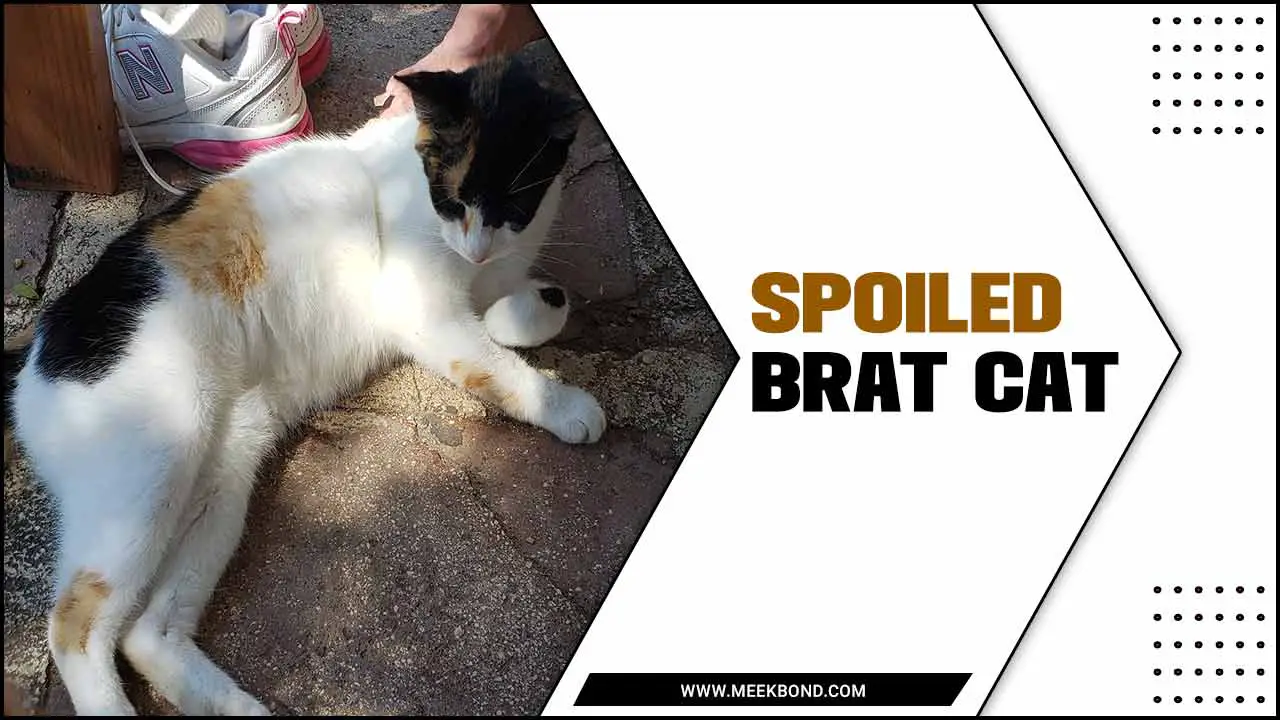 Spoiled Brat Cat: A Pet Lover Guide