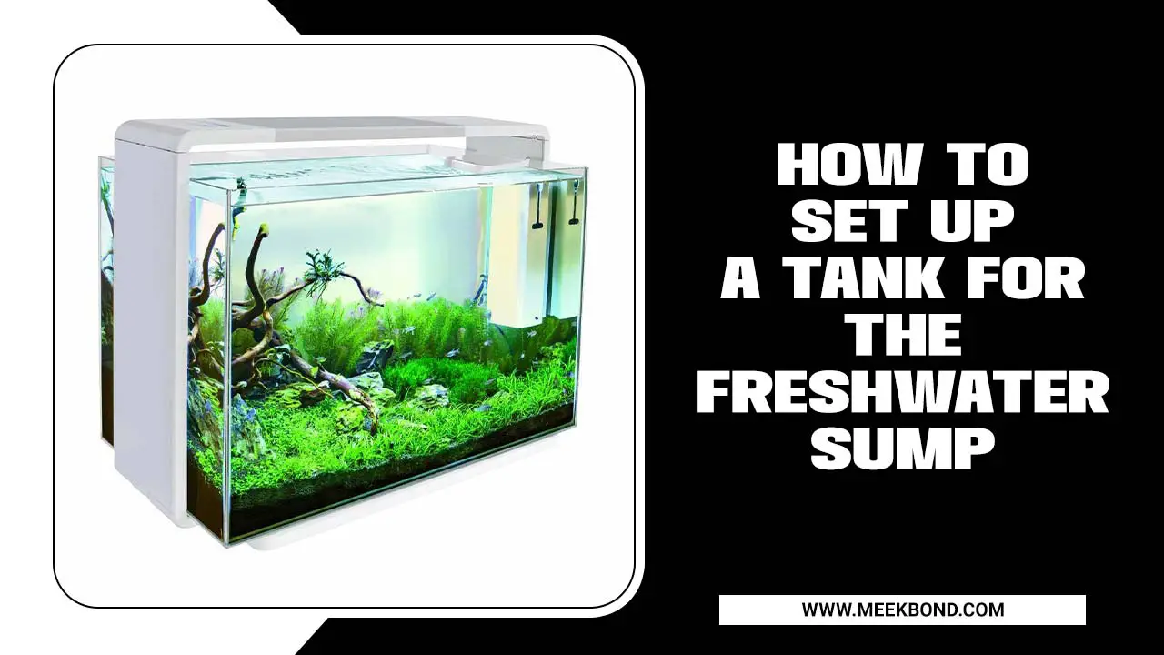 How To Set Up A Tank For The Freshwater Sump?