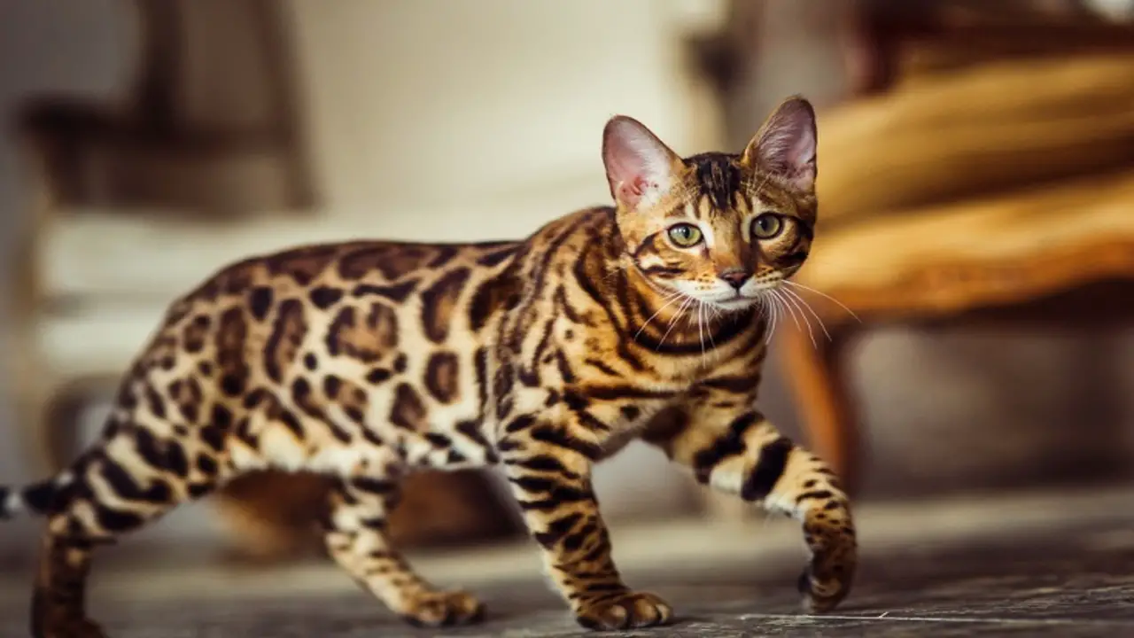 How To Identify Half Bengal Cat