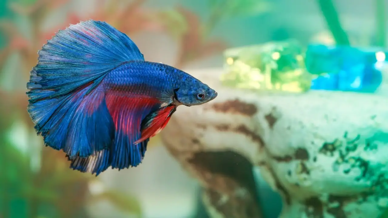 Remedial Measures- Ensuring Your Betta Fish's Well-Being