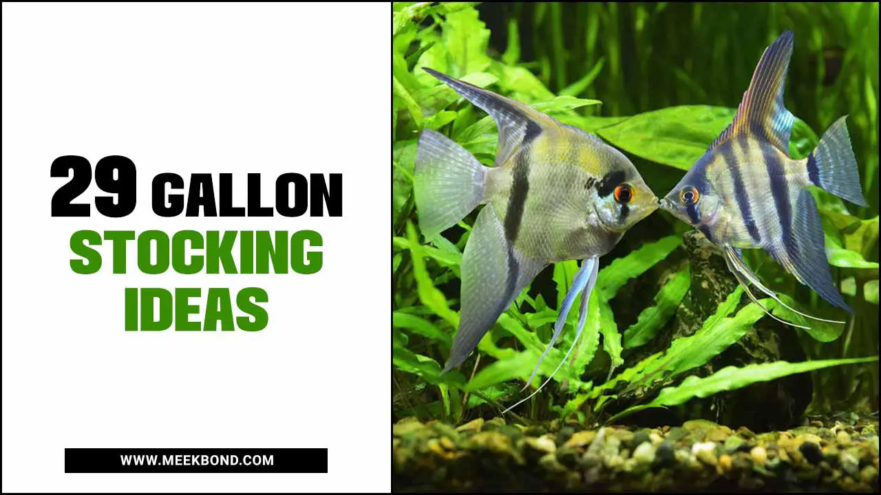 29 Gallon Stocking Ideas: Boost Your Aquarium’s Appeal