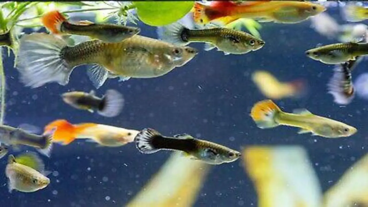 6 Effective Tips On How To Care Mutt Guppies