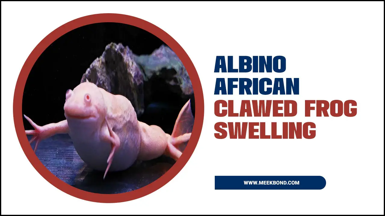 Albino African Clawed Frog Swelling: Why Does It Happen?