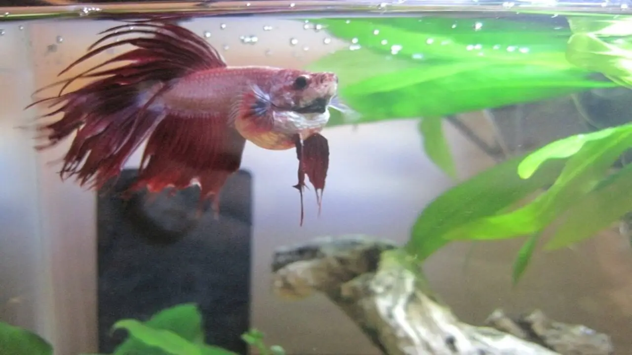 Causes Of Bloating In Betta Fish