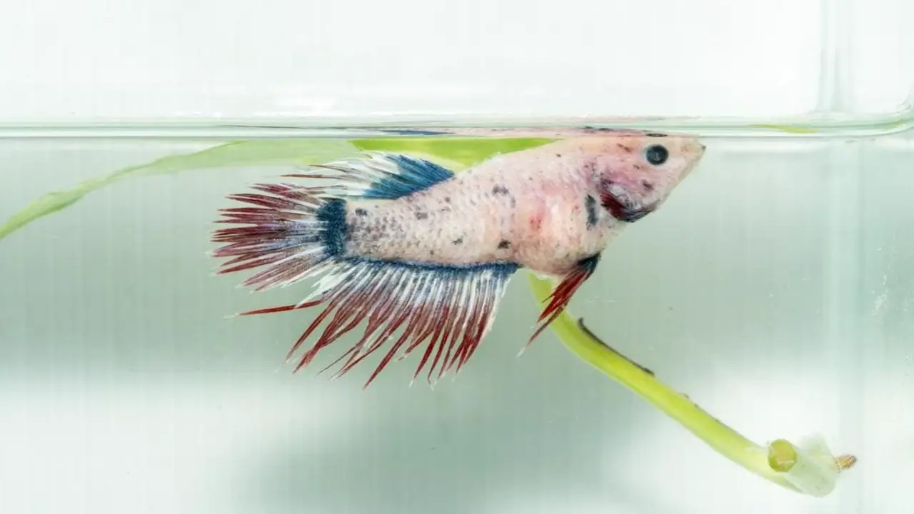 Causes Of Dropsy In Betta Fish