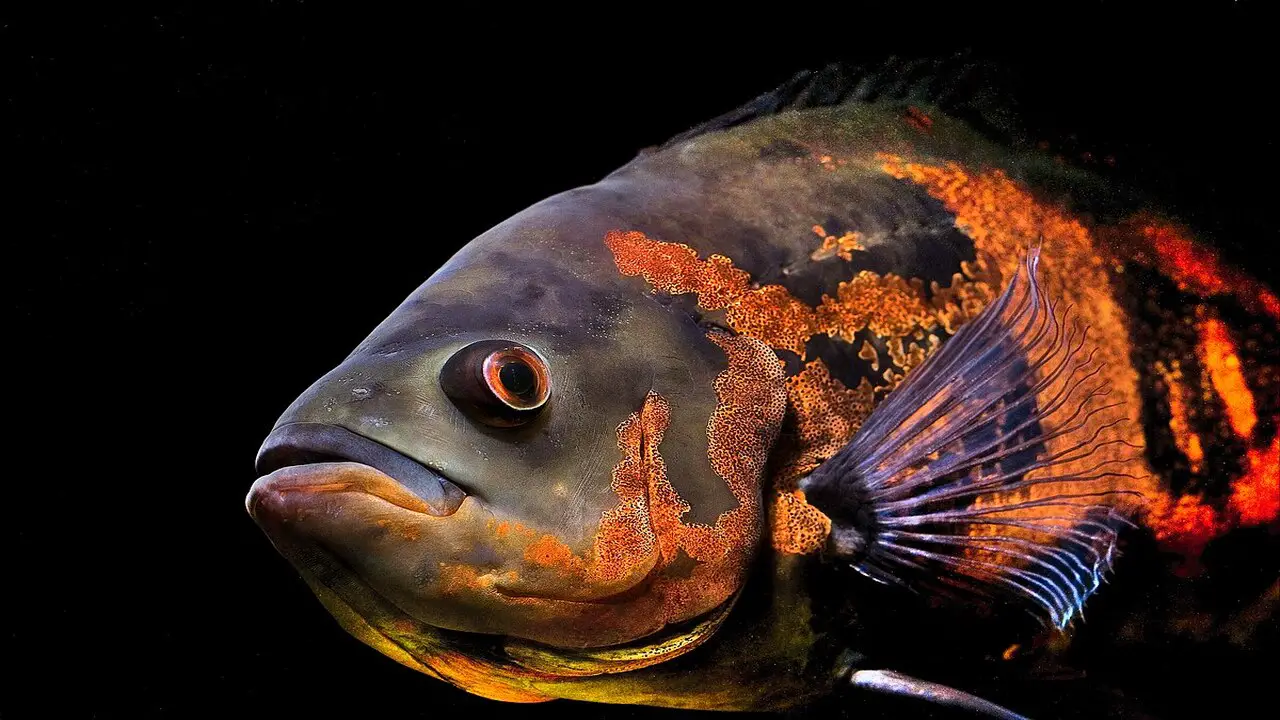 Characteristics Of Oscar-Fish