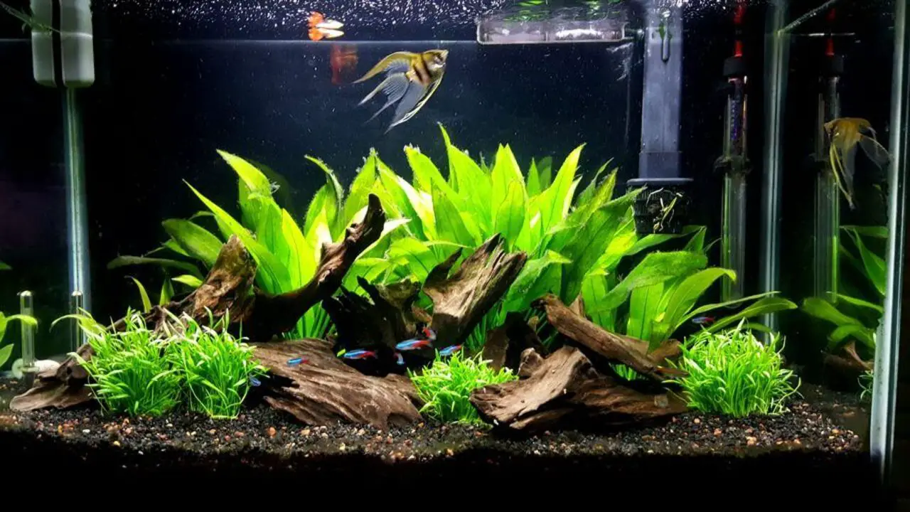 Discussion On - 29 Gallon Stocking Ideas For Beginners