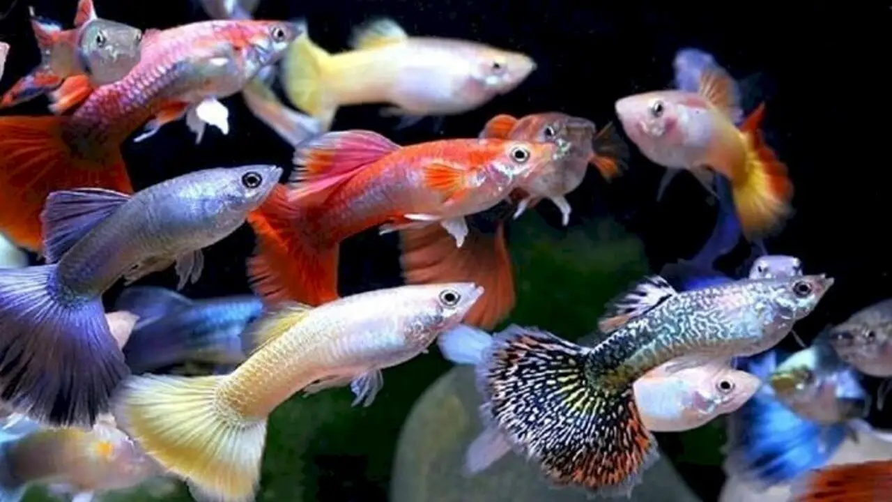 Handling Aggression In Your Mutt-Guppies