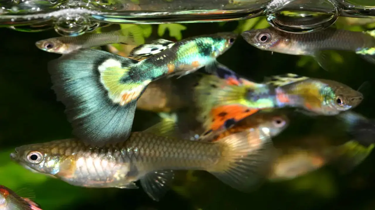 Handling And Caring For Sick Or Injured Mutt-Guppies
