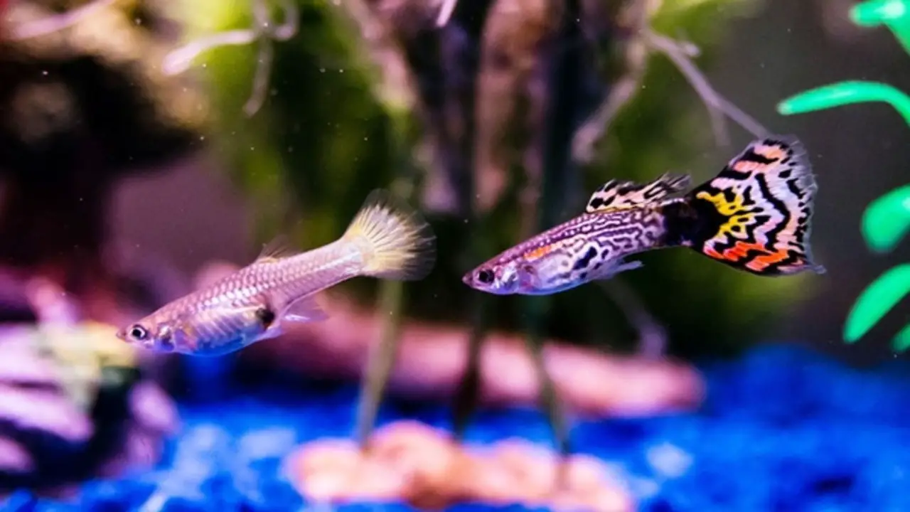 How Do Mutt-Guppies Interact With Other Fish