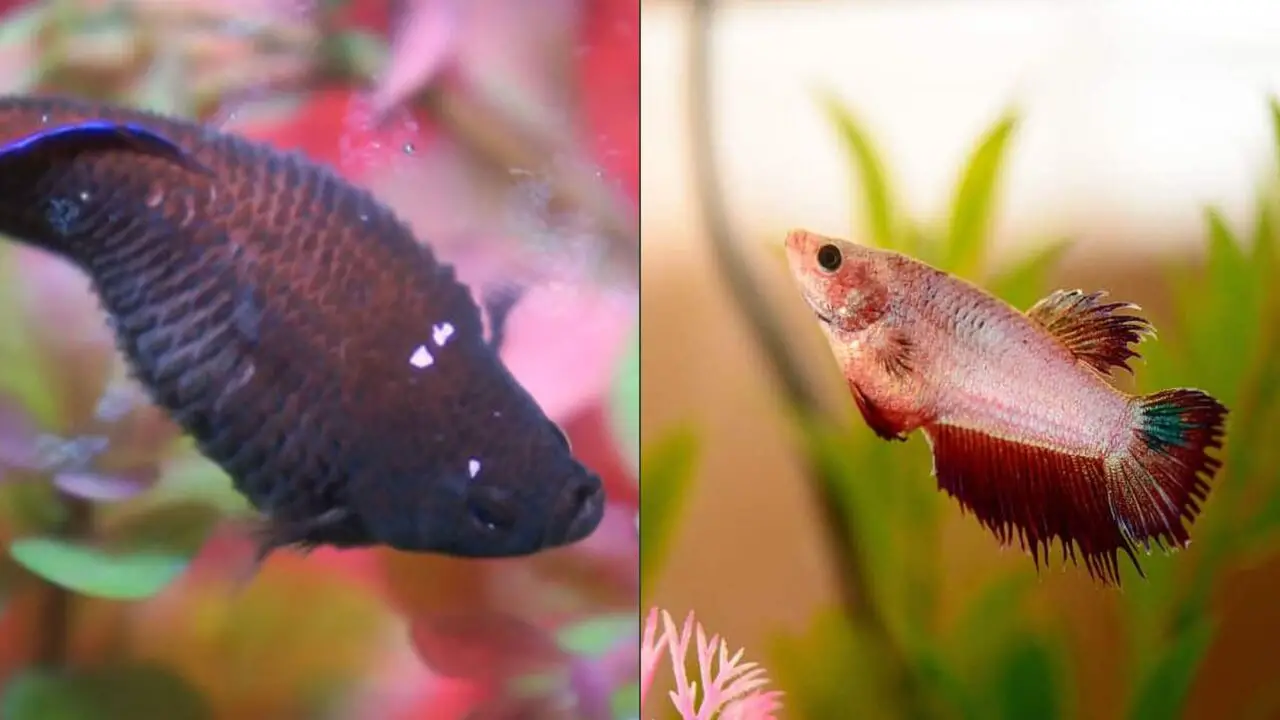 How To Differentiate Between A Bloated Betta Vs Dropsy