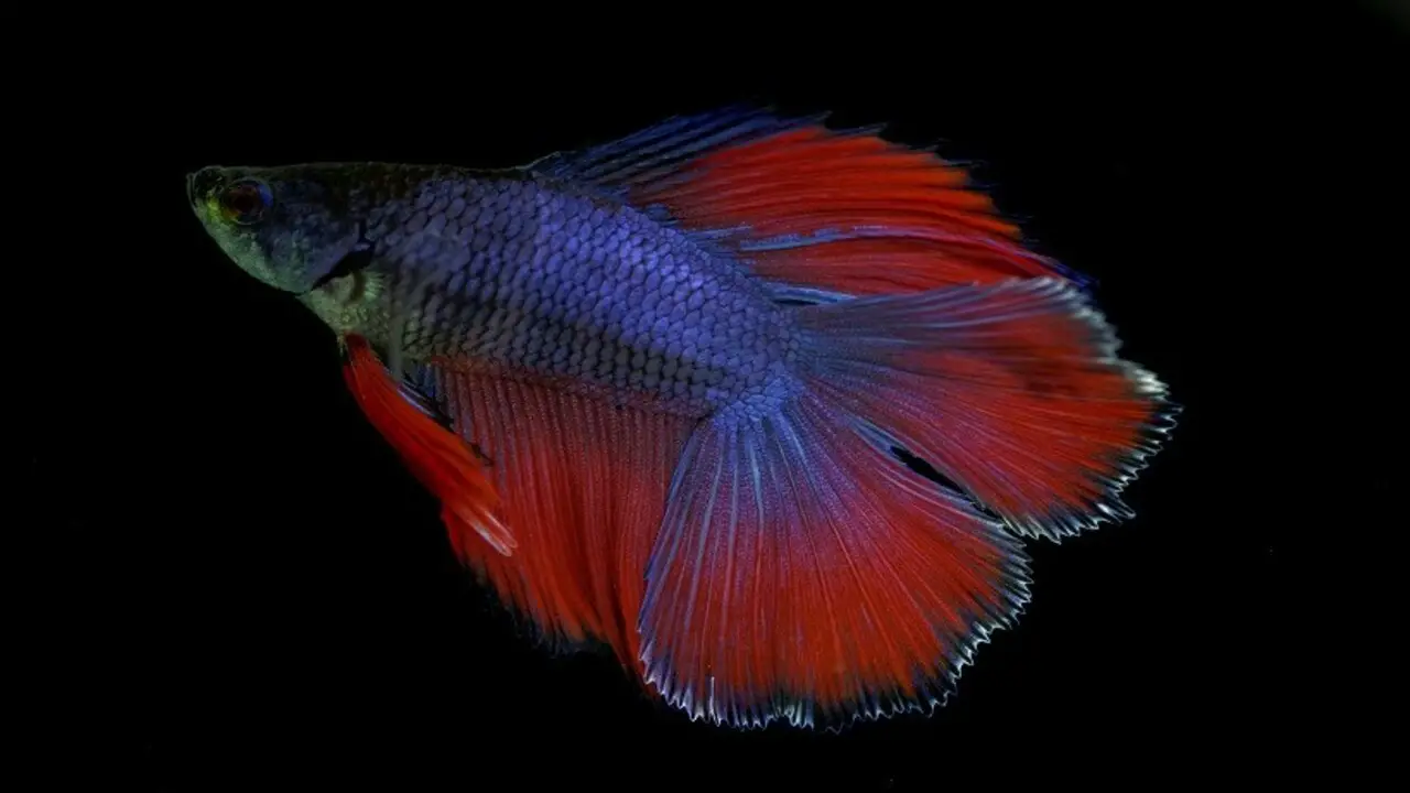 How To Prevent Bloated Betta Fish