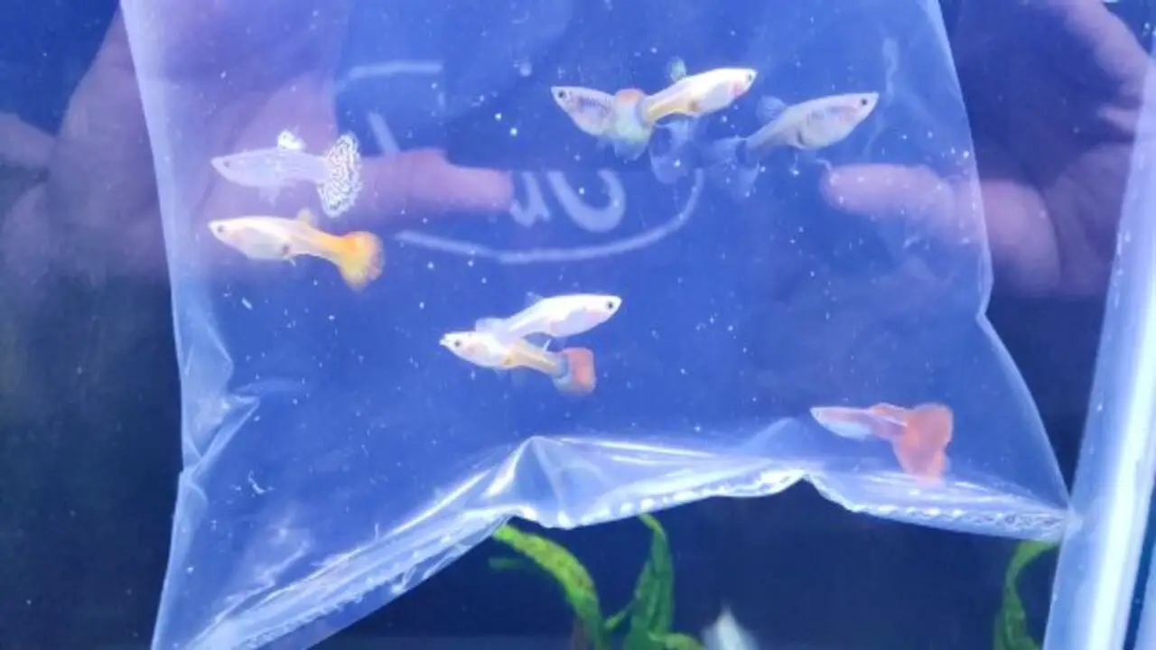 Introducing New Guppies To Your Colony