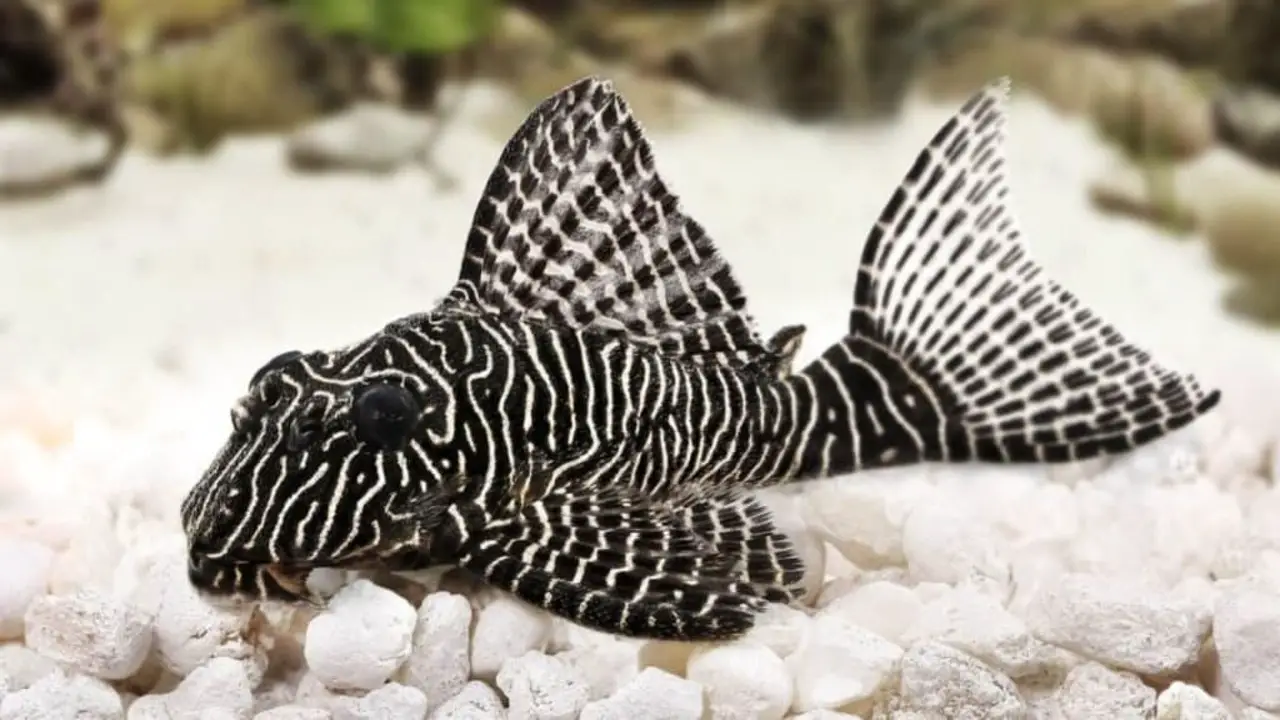 Length, Width And Height Of A Starlight Pleco As An Adult