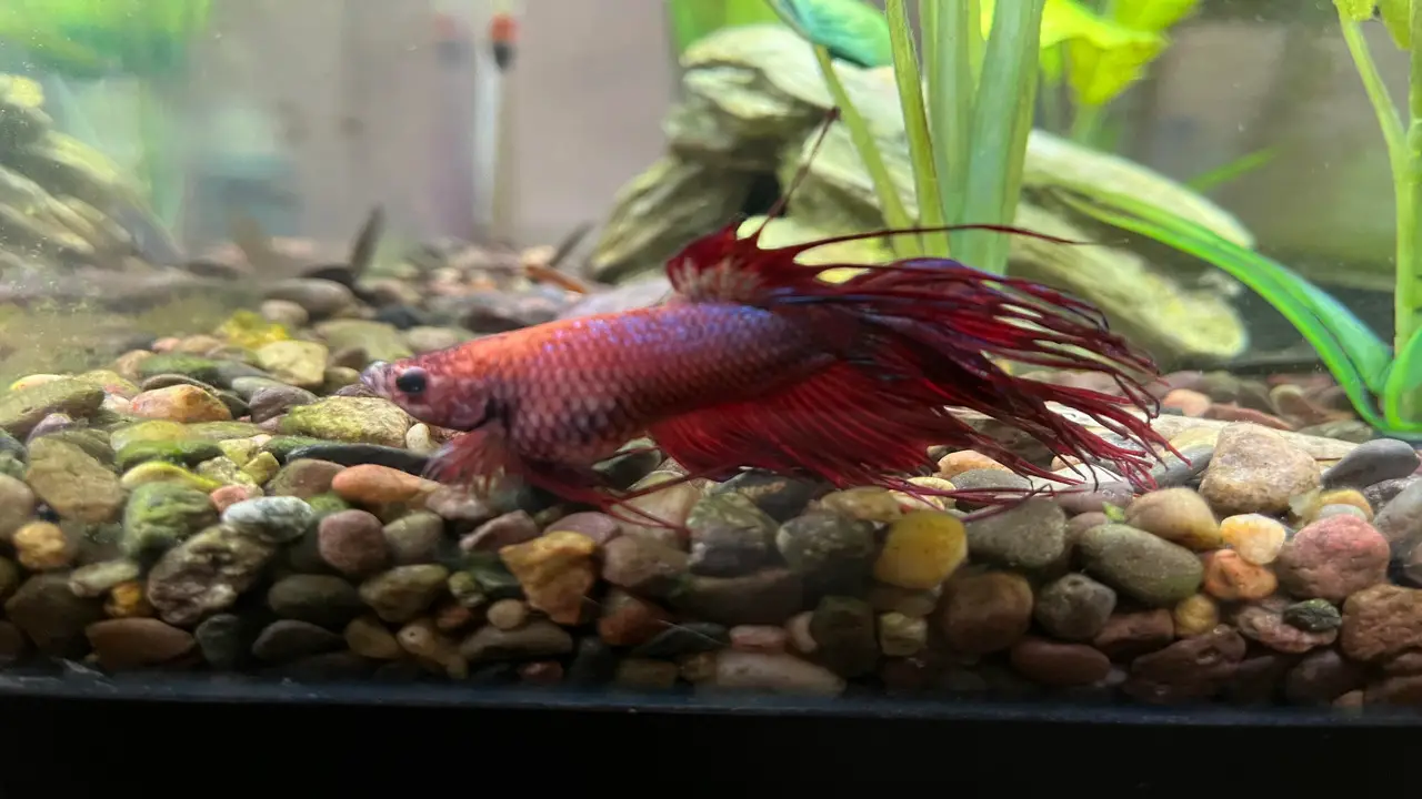 Prevention Tips For Bloating In Betta Fish