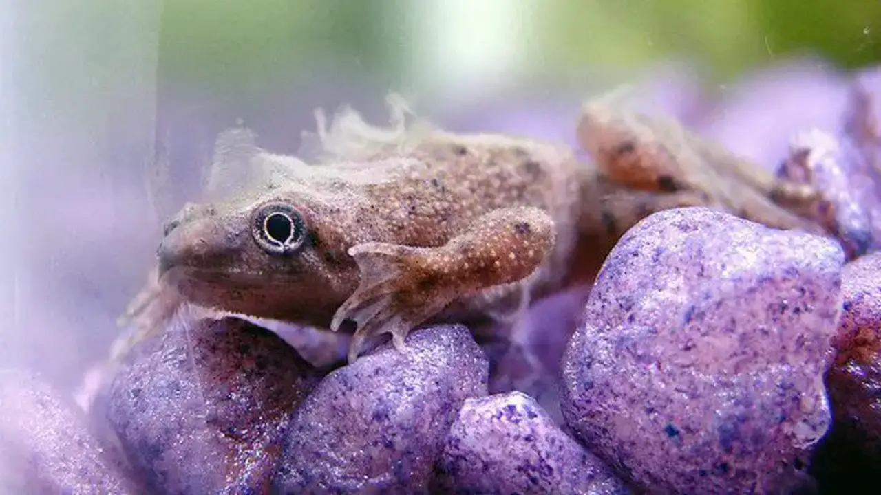 Proven Treatments For Frog-Dropsy