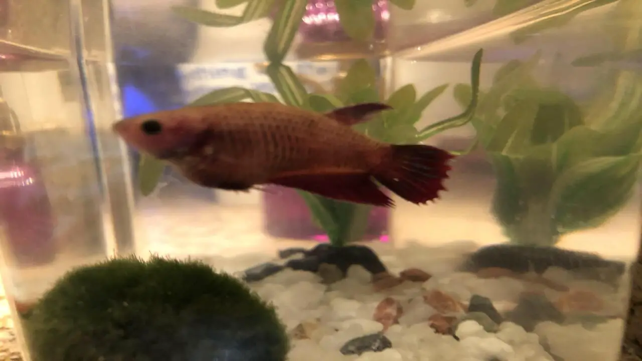 Tips For Keeping Bloated Bettas Healthy