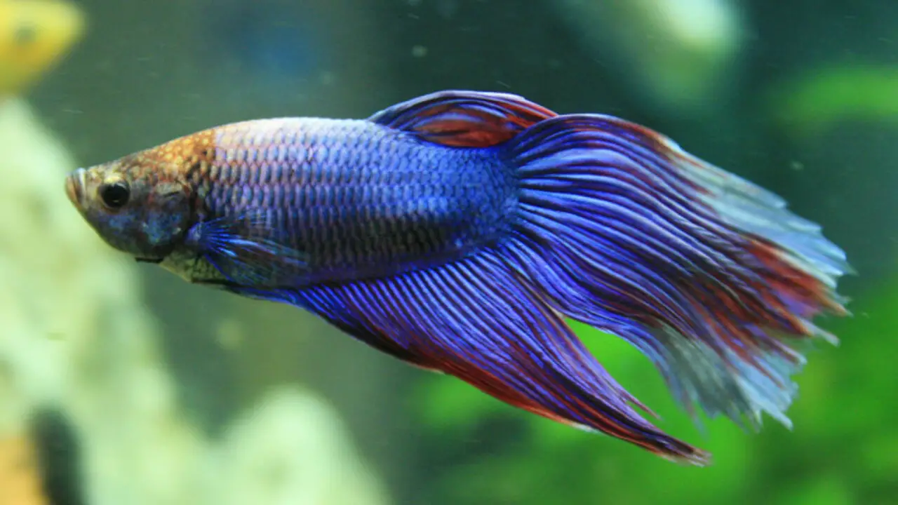 Tips For Maintaining A Healthy And Happy Betta Fish