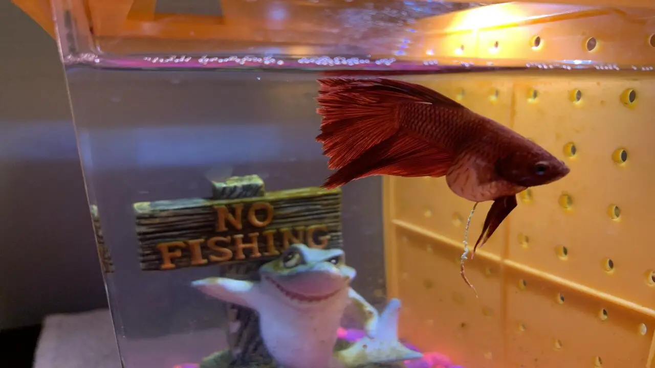 What Is Bloating In Bettas