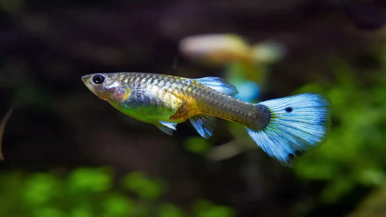 What To Feed Your Mutt-Guppies