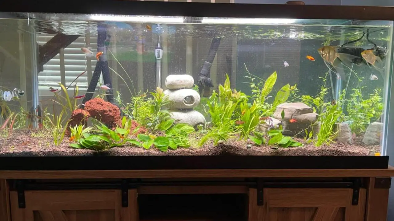 What’s The Best Single Fish For 29-Gallon Tanks