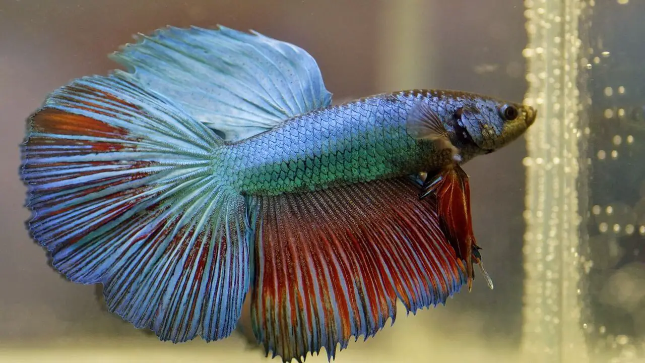 When To Seek Professional Help For Your Betta Fish's Ulcer Condition