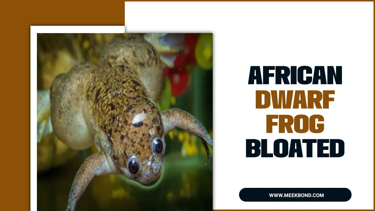 African Dwarf Frog Bloated: Causes And Solutions