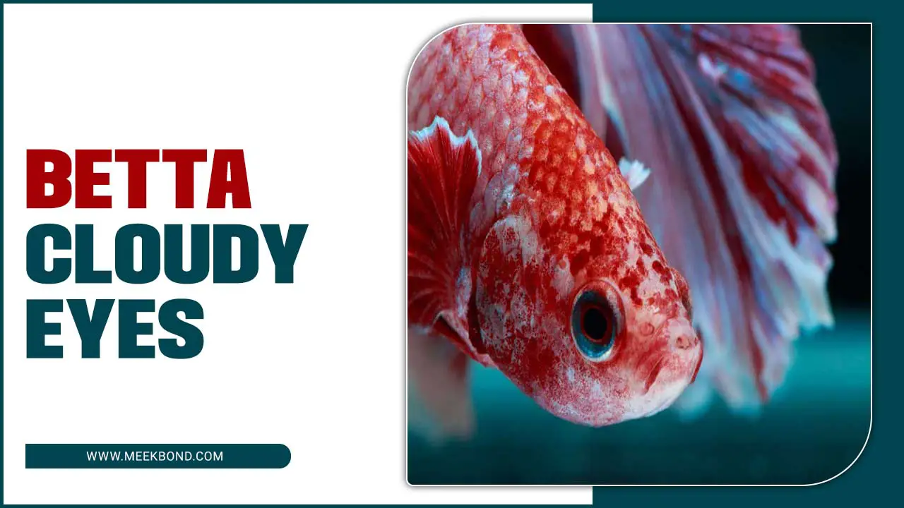 Clearing Up Betta Cloudy Eyes: Tips And Tricks