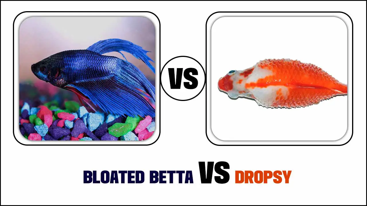 Bloated Betta Vs Dropsy: Understanding The Difference