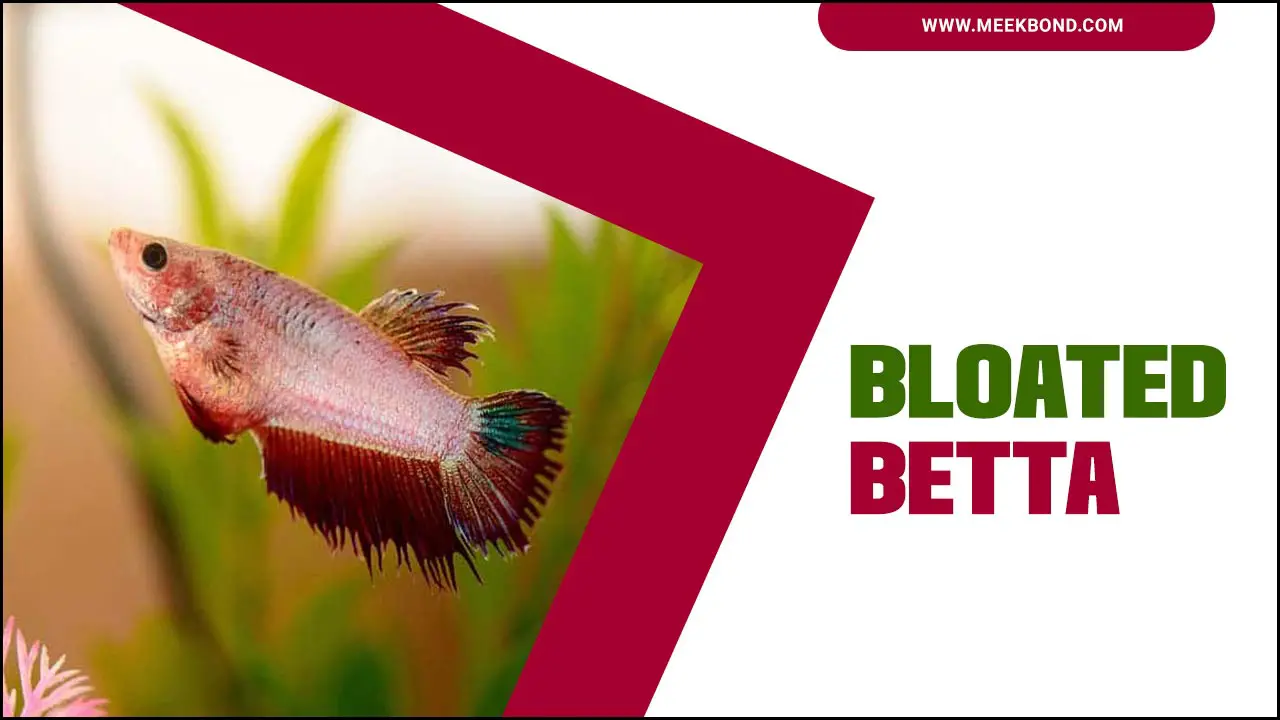 Bloated Betta Fish: Symptoms, Cause, Treatment, Prevent