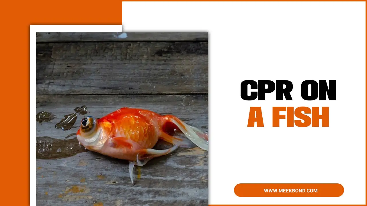 CPR On A Fish: Expert Tips and Solutions
