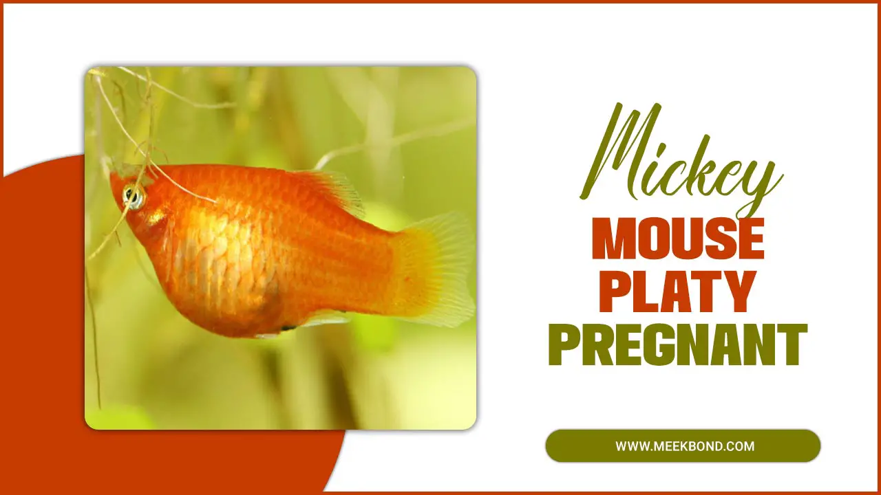 Essential Guide: Mickey Mouse Platy Pregnant Care