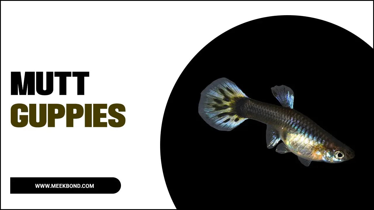 Mutt Guppies: Colorful And Easy To Care For