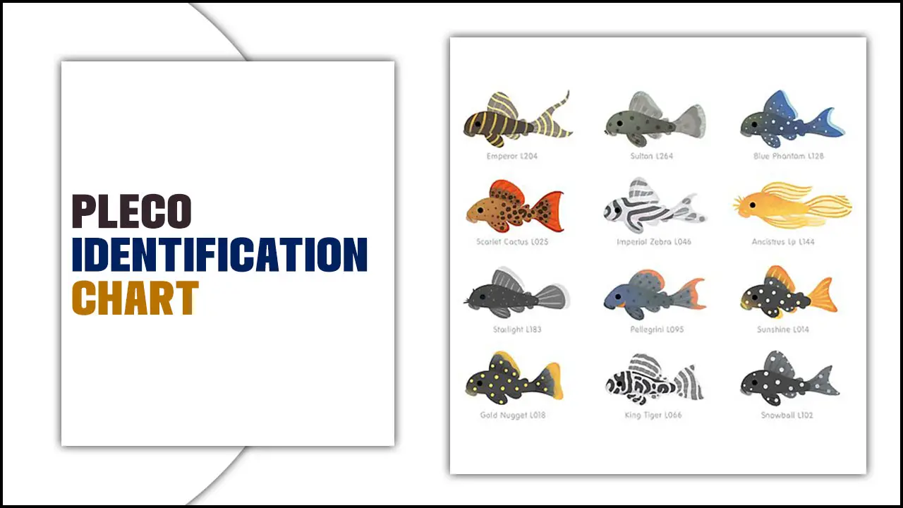 Pleco Identification Chart: Find Your Fish