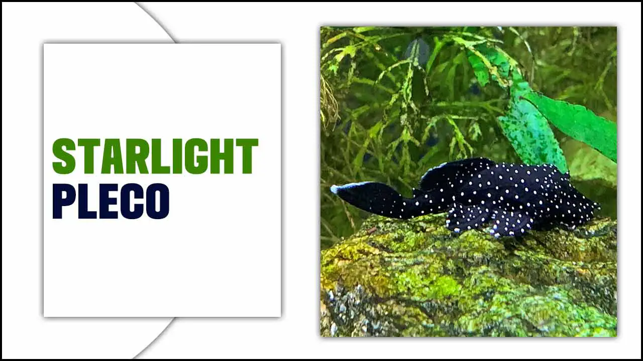 Starlight Pleco: The Sparkling Jewel Of The Aquarium